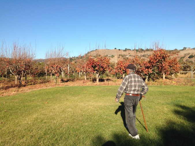 oldyelper prepares to review the persimmon trees. Those poor persimmons don't stand a chance.