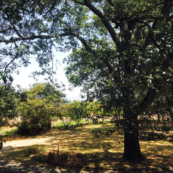 the view out my window